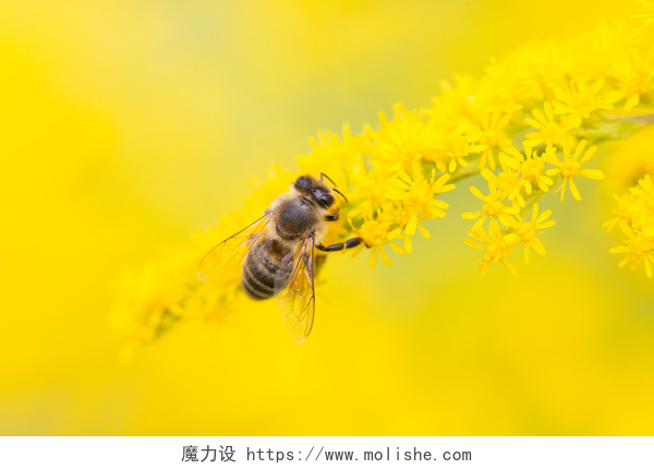 飞行的蜜蜂在采蜜蜜蜂花蜜和花粉为食
